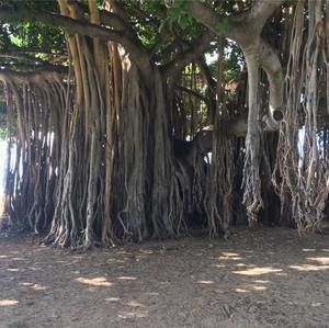 Meet your Posher, Pete